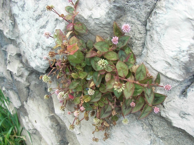 Persicaria capitata / Poligono capitato